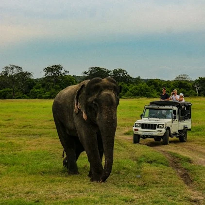 elephant