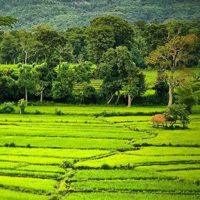 Paddy Field