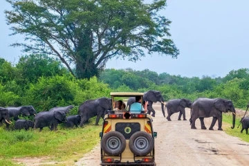 Elephant Hred Yala