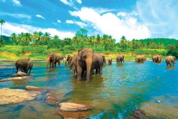 Elephants Bathing Pinnawala