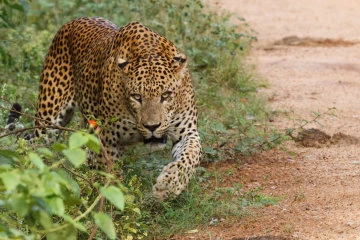 Leopard Yala National Park