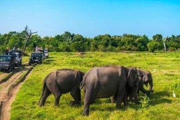 Mineeriya National Park