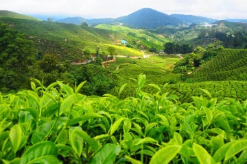 Nuwara Eliya Tea Estate