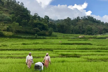 paddy Field Sri Lanka