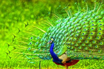 Peacock Udawalawa National Park