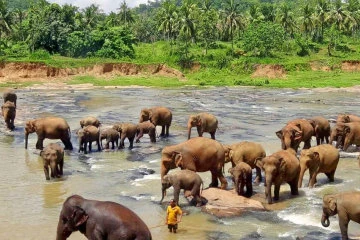 Pinnawala Elephant Orphanage