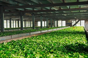 Tea Factory Nuwara Eliya