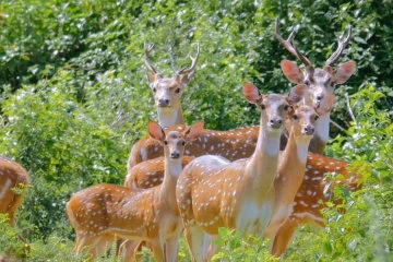 Yala National Park